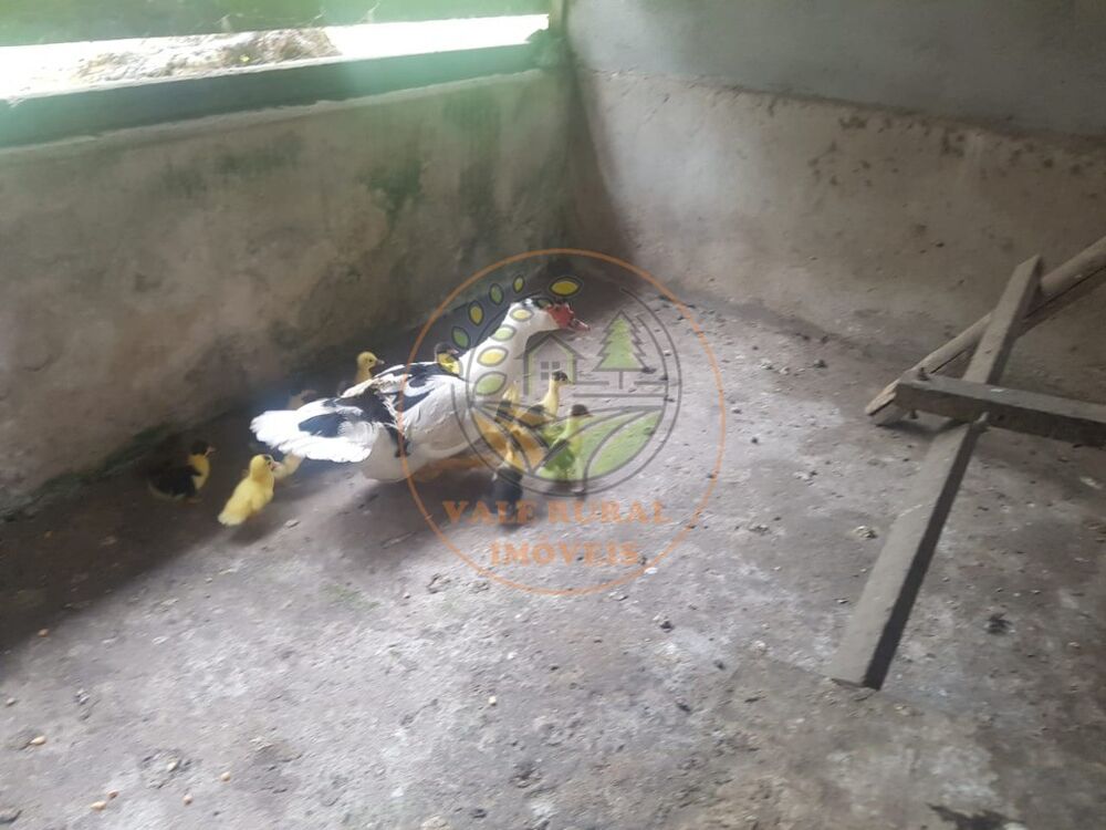 Sítio, 3 quartos, 14 m² - Foto 12