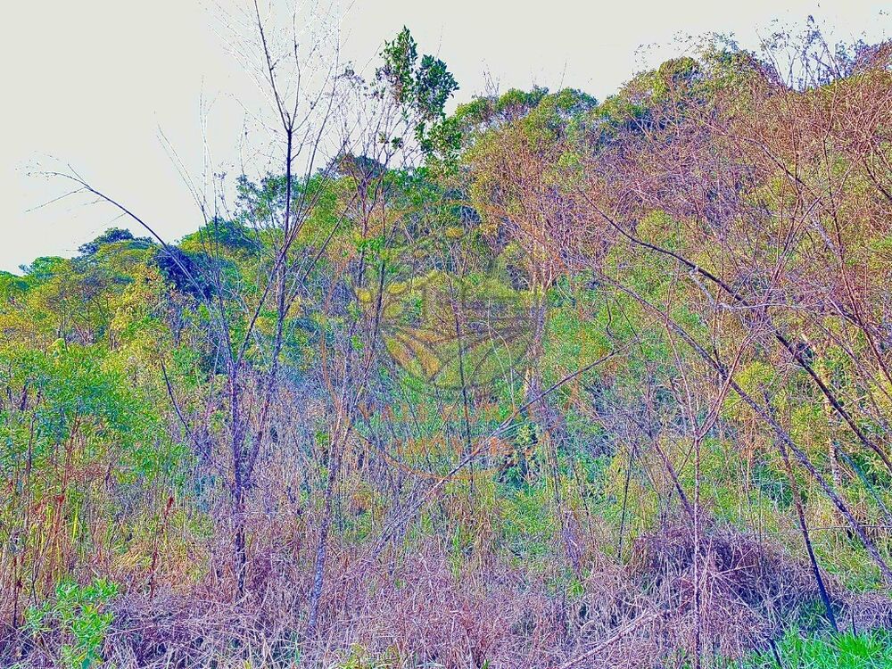 Fazenda - Foto 4