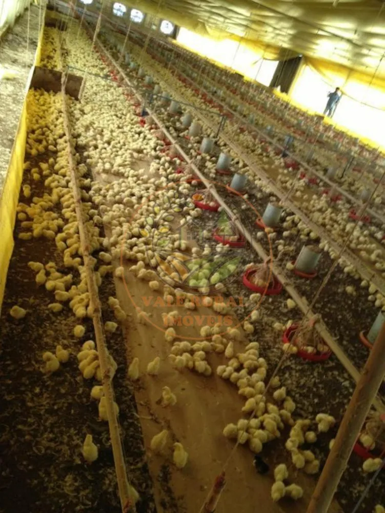 Fazenda, 4 quartos - Foto 4