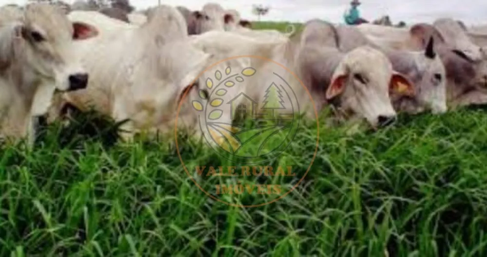 Fazenda - Foto 4