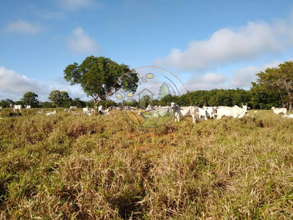 Fazenda, 3 quartos - Foto 3