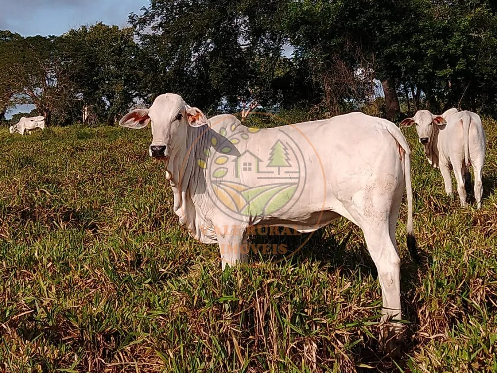 Fazenda, 3 quartos - Foto 7