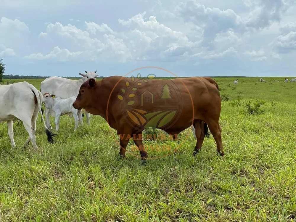 Fazenda, 3 quartos - Foto 6