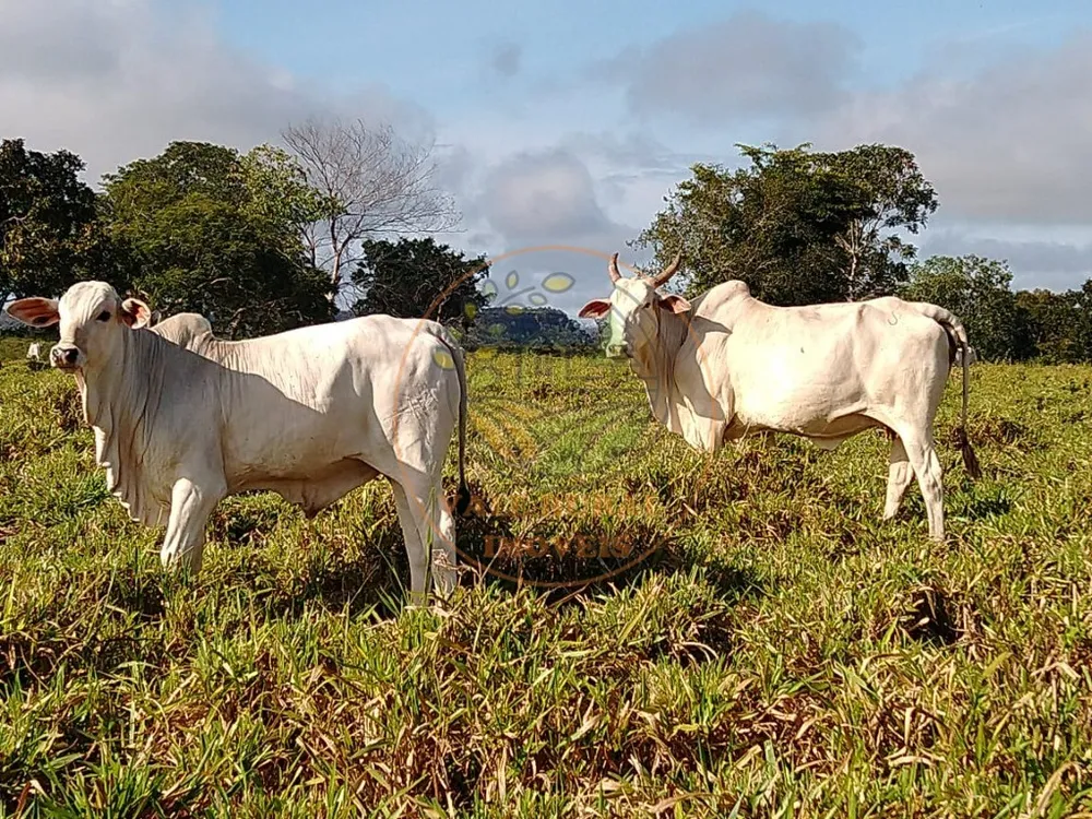 Fazenda, 3 quartos - Foto 4