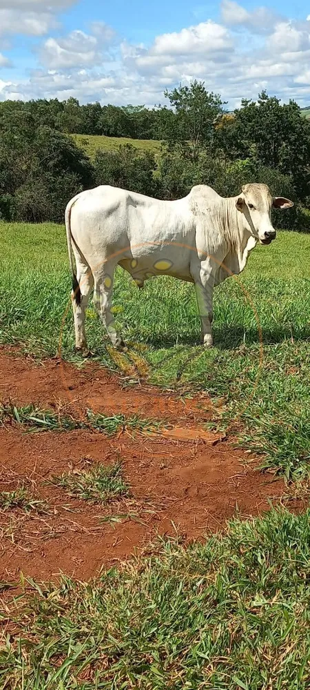 Fazenda, 108 m² - Foto 2
