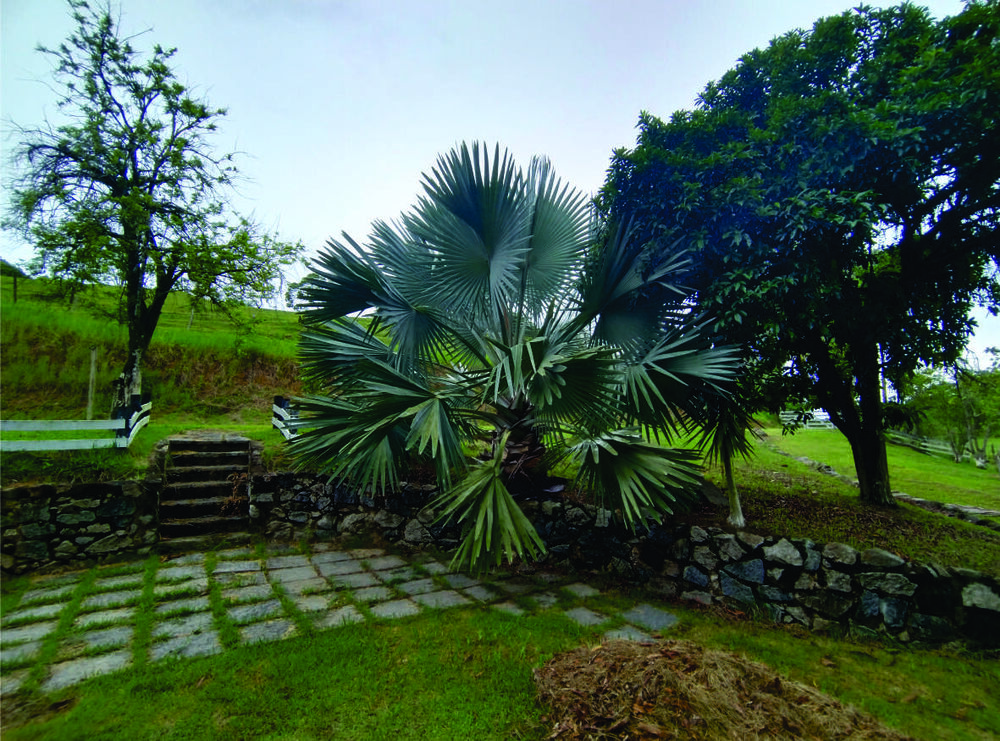 Fazenda, 9 hectares - Foto 10