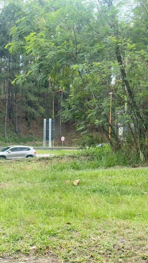 Terreno, 4 hectares - Foto 4
