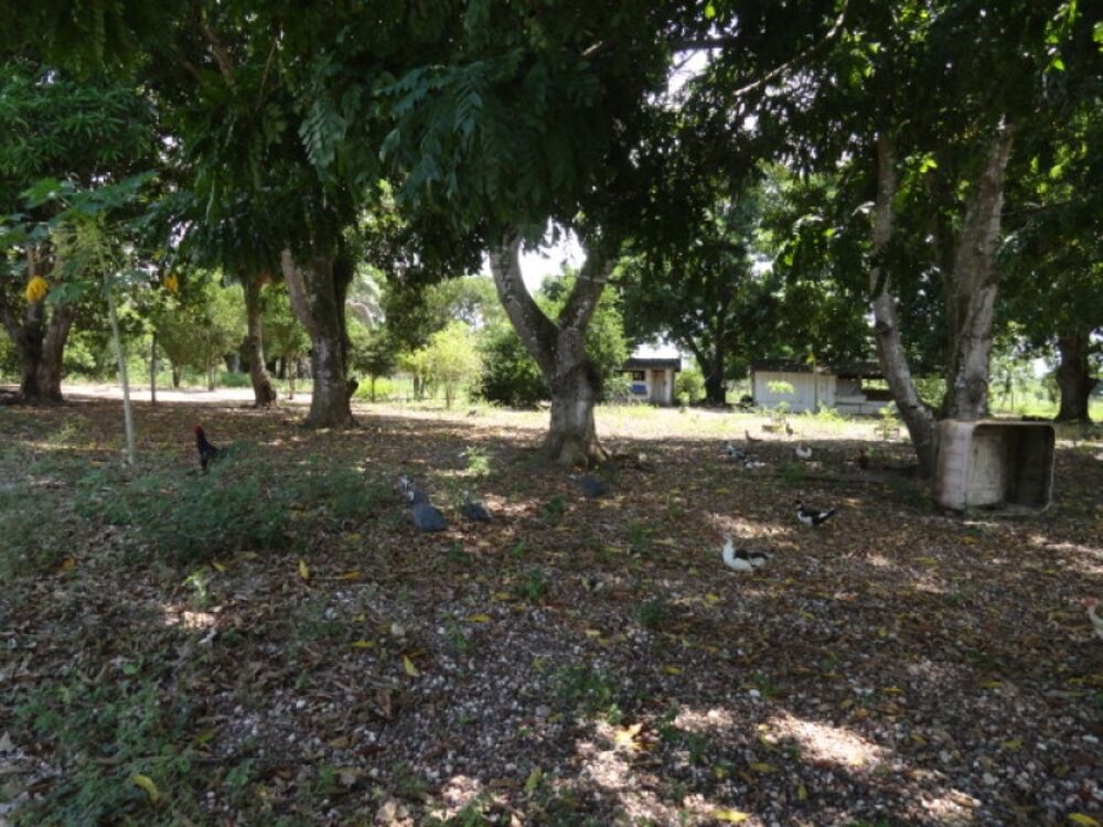 Sítio à venda com 3 quartos, 120m² - Foto 5