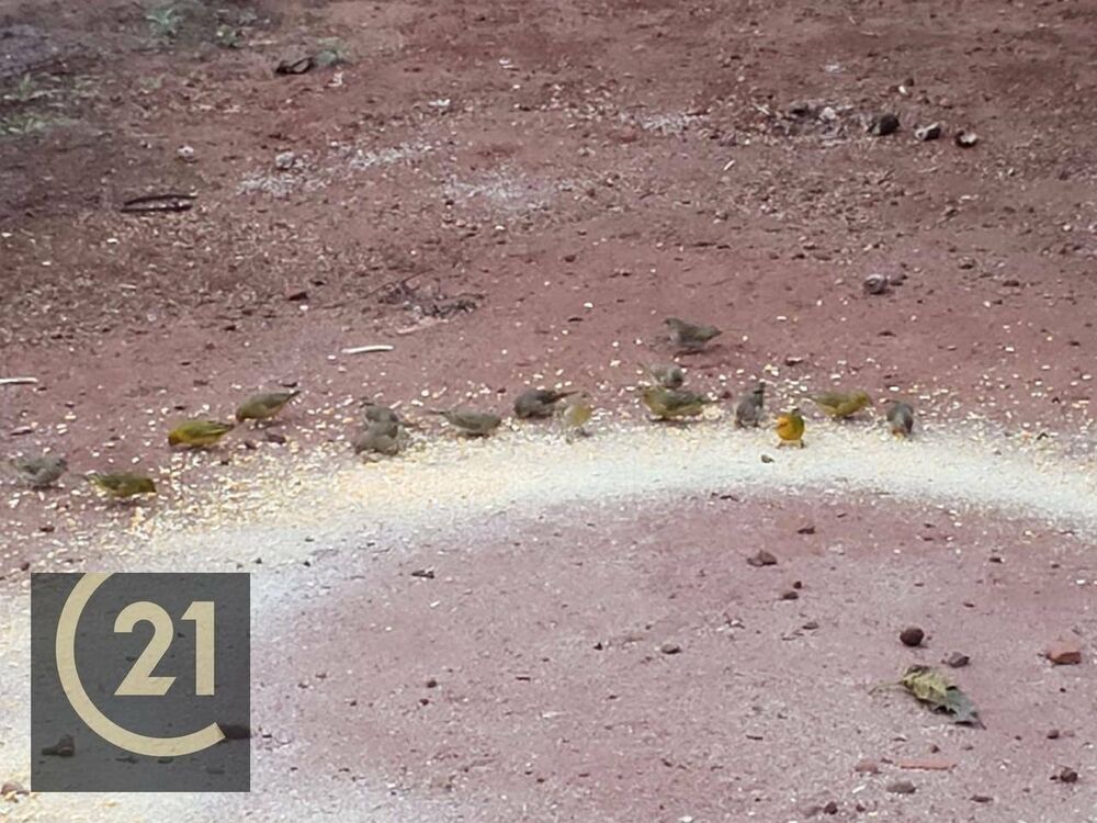 Sítio, 6 hectares - Foto 27