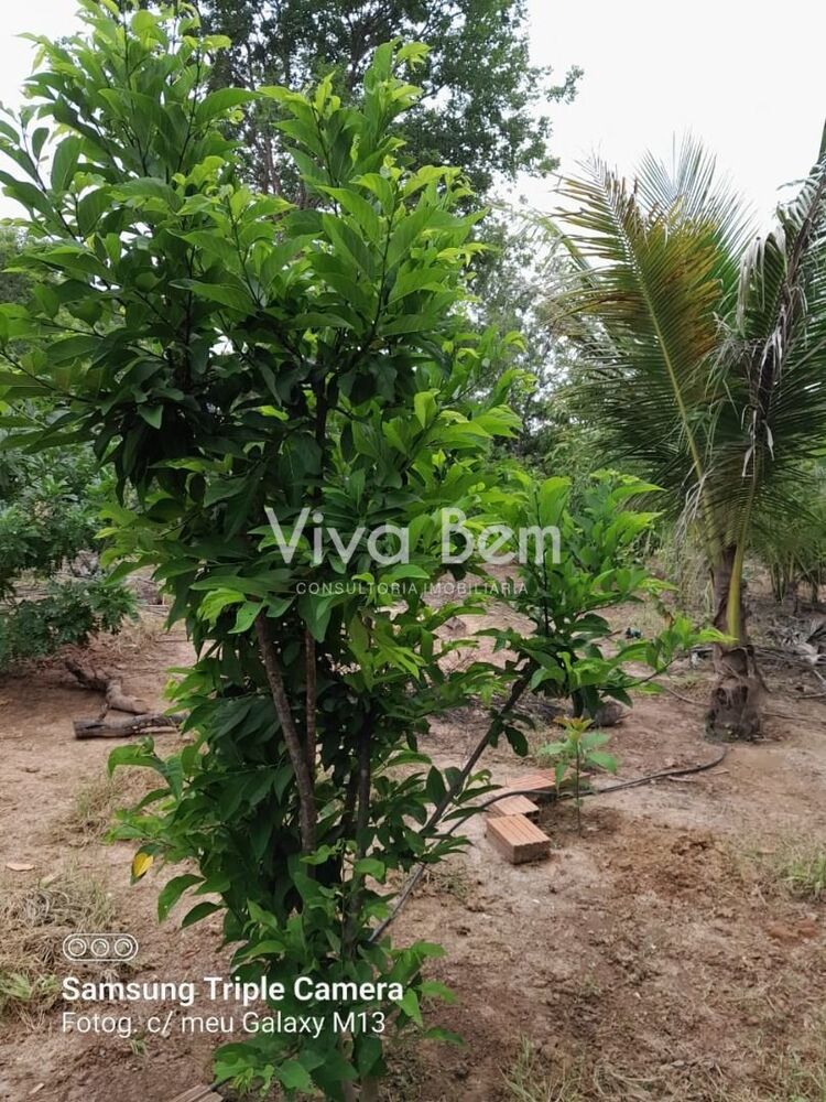 Chácara, 2 quartos, 1300 m² - Foto 3