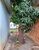 Terreno, 300 m² - Foto 3