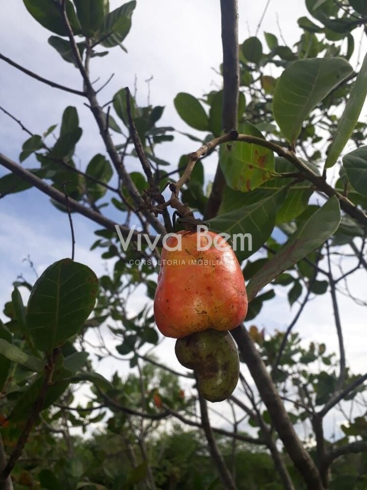 Sítio, 1 quarto, 6000 m² - Foto 1