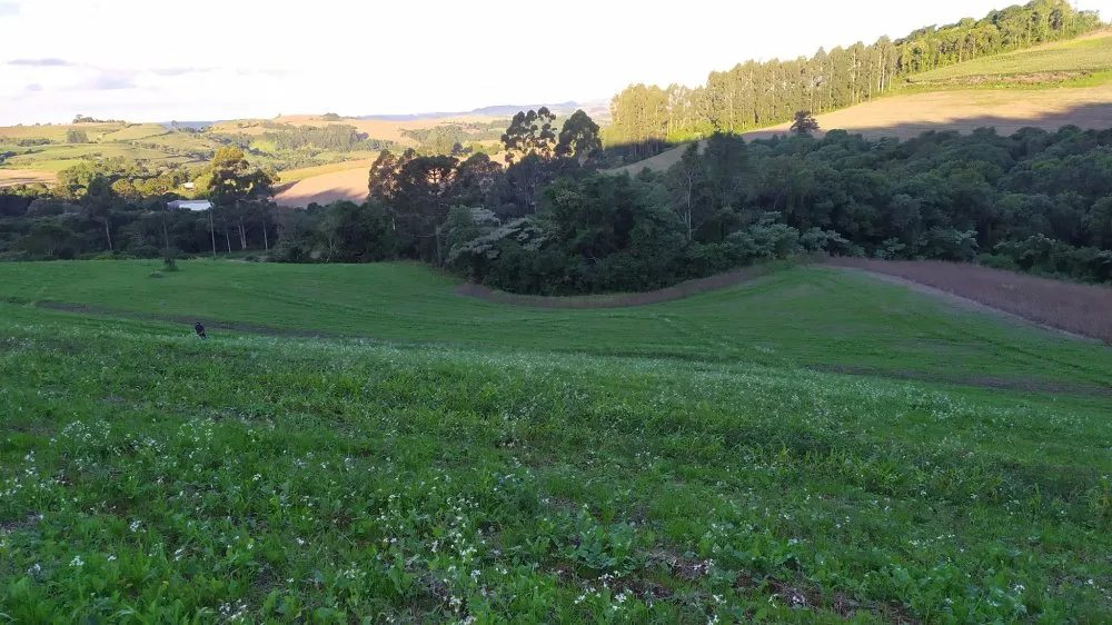 Fazenda, 17 hectares - Foto 5