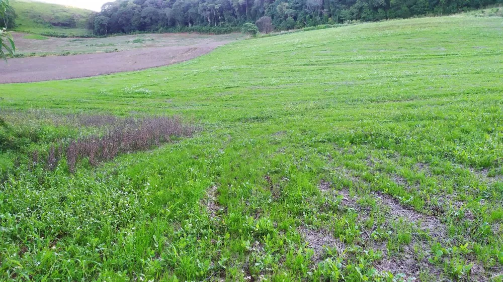 Fazenda, 17 hectares - Foto 12