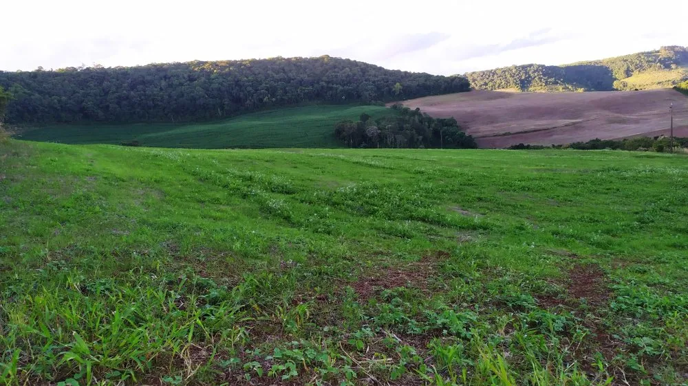 Fazenda, 17 hectares - Foto 15