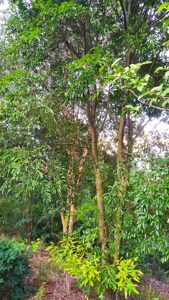 Fazenda, 17 hectares - Foto 5