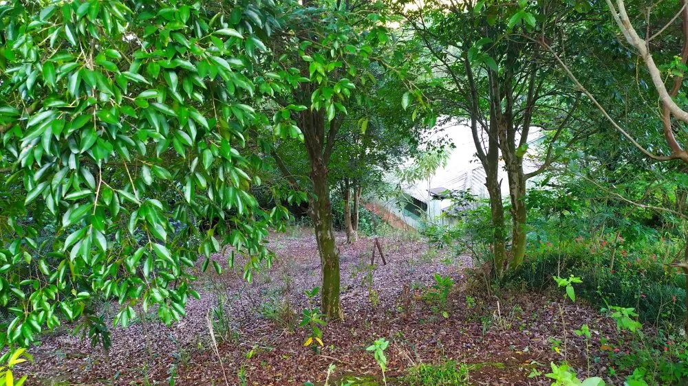 Fazenda, 17 hectares - Foto 4