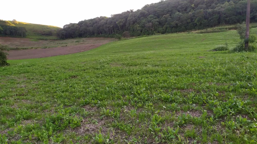 Fazenda, 17 hectares - Foto 10