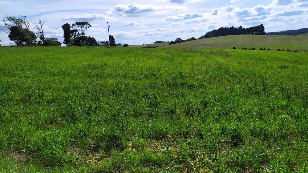 Terreno, 3 hectares - Foto 6