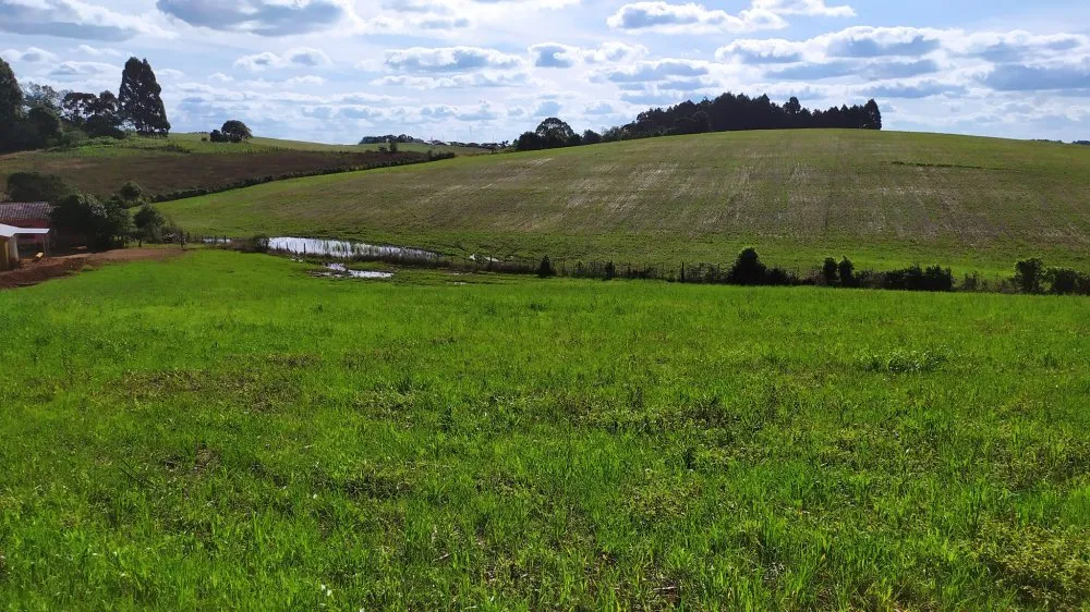 Terreno, 3 hectares - Foto 4