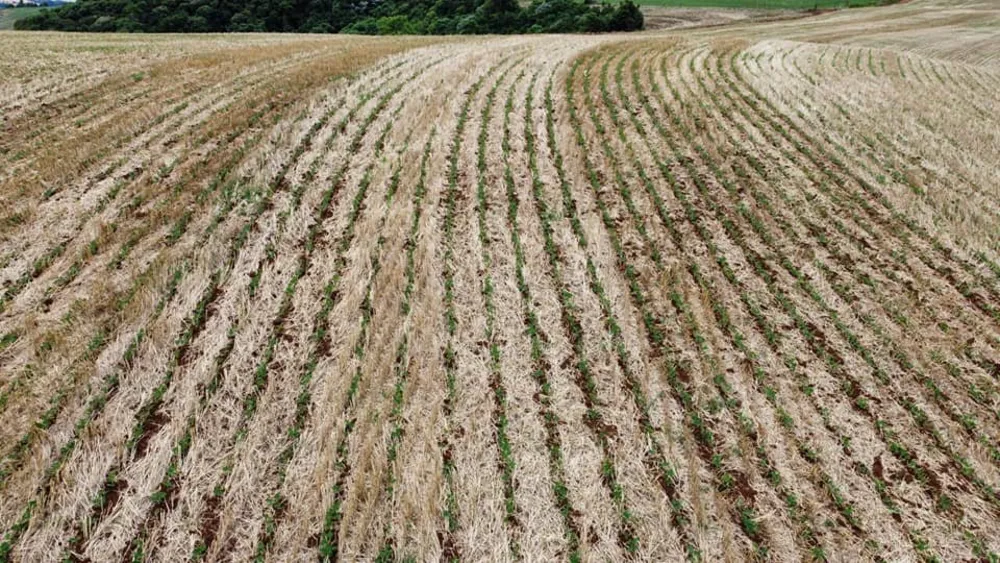 Fazenda, 181 hectares - Foto 4