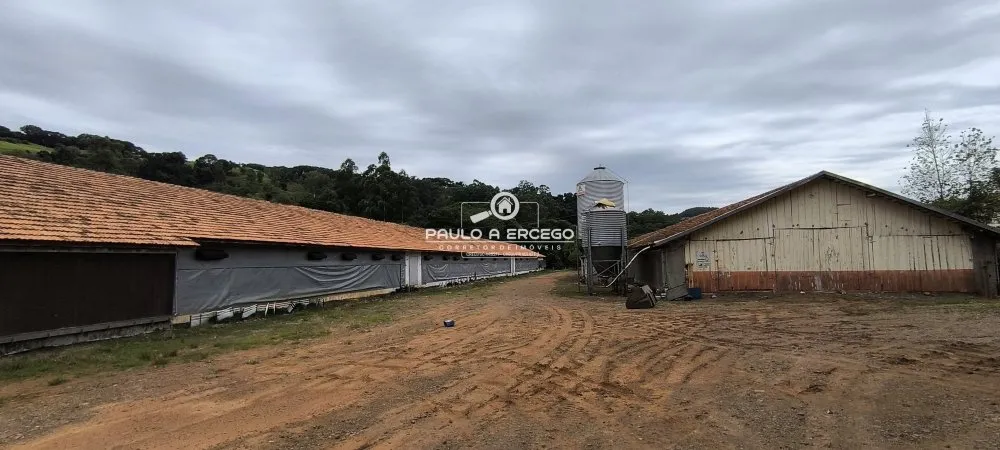 Sítio, 4 hectares - Foto 11