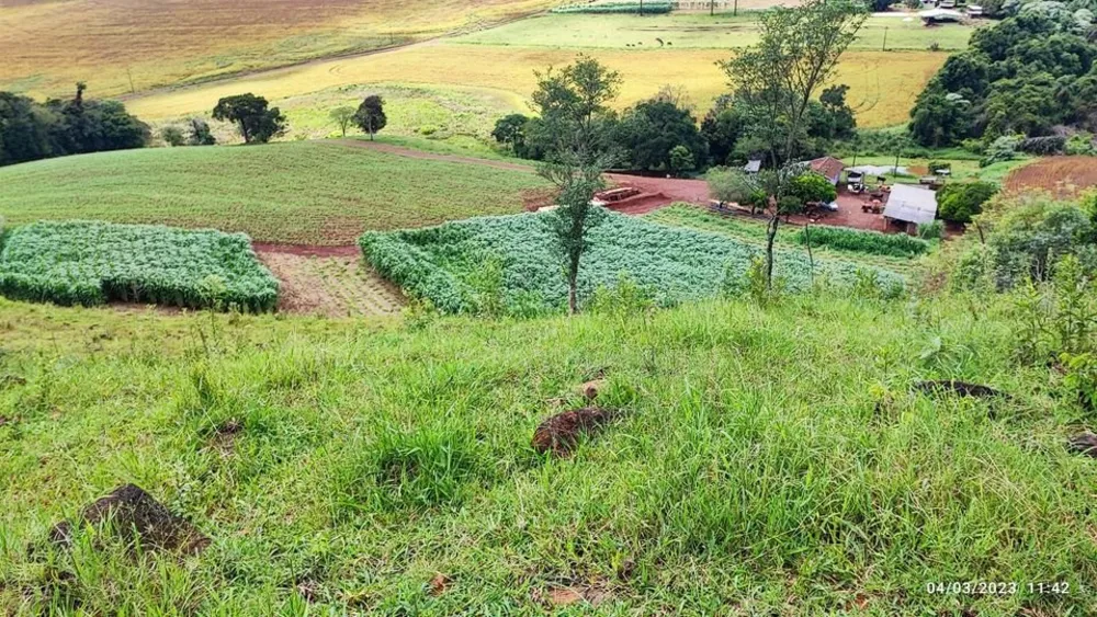 Sítio, 5 hectares - Foto 8