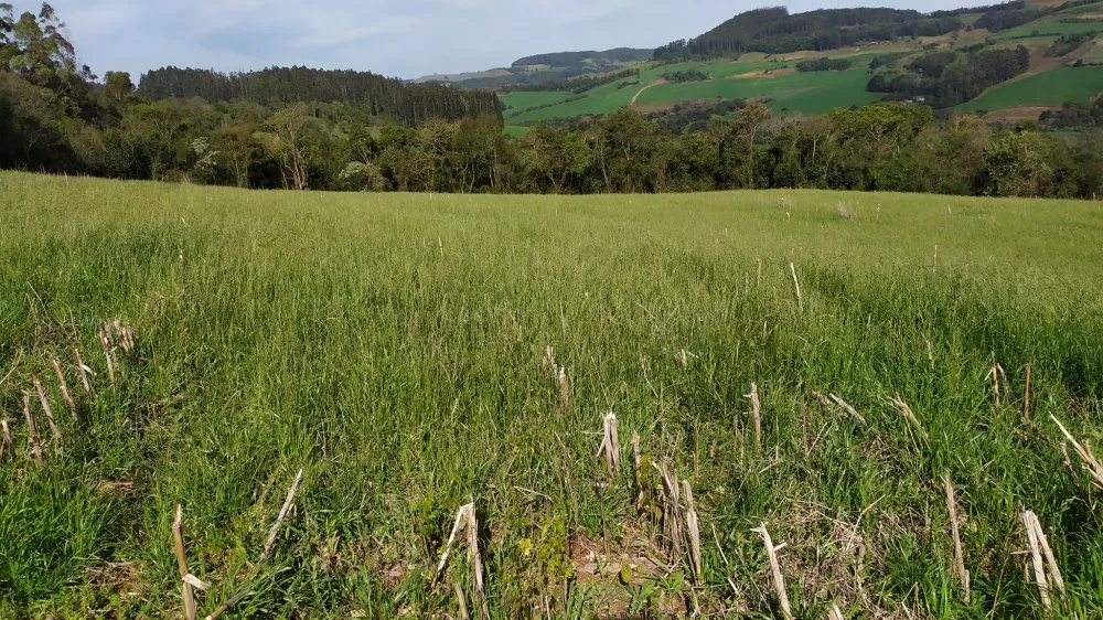 Sítio, 4 quartos, 12 hectares - Foto 1