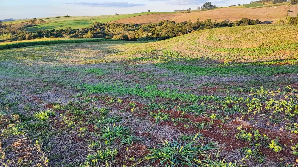 Fazenda, 15 hectares - Foto 6