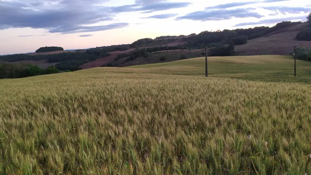 Fazenda, 49 hectares - Foto 13