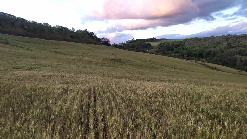 Fazenda, 49 hectares - Foto 4