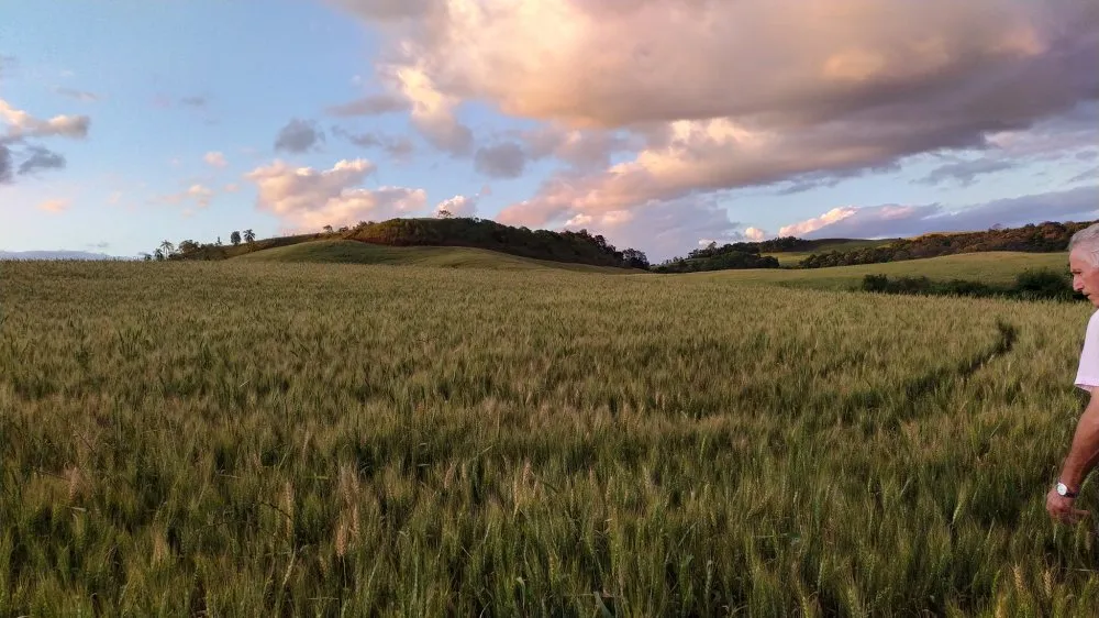 Fazenda, 49 hectares - Foto 6