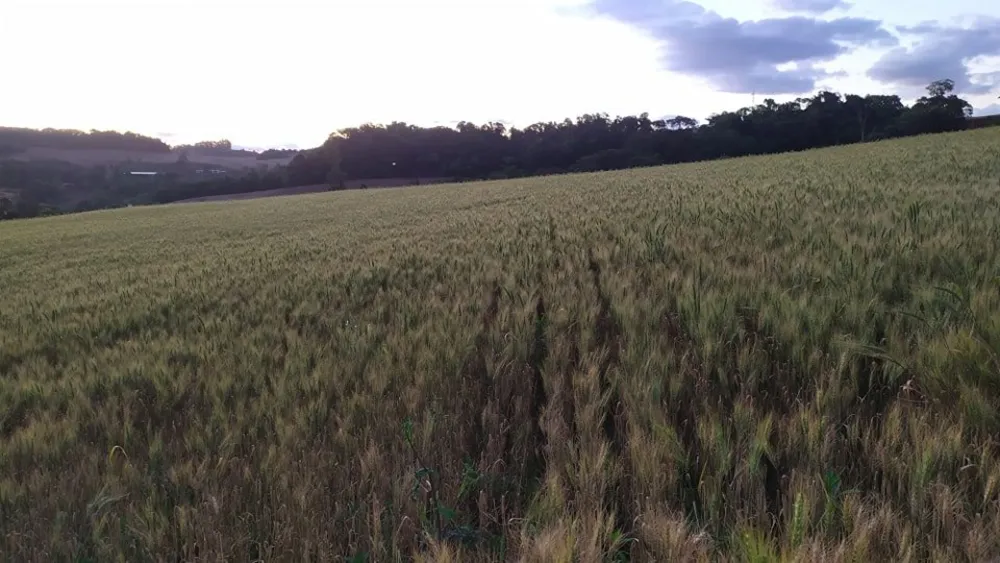 Fazenda, 49 hectares - Foto 9