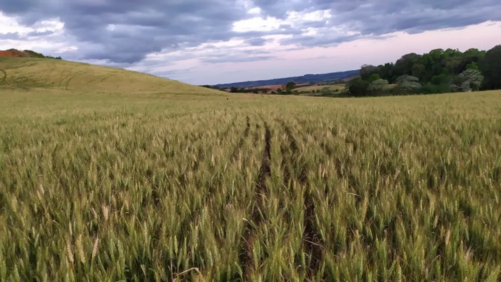 Fazenda, 49 hectares - Foto 3