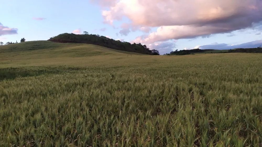 Fazenda, 49 hectares - Foto 8