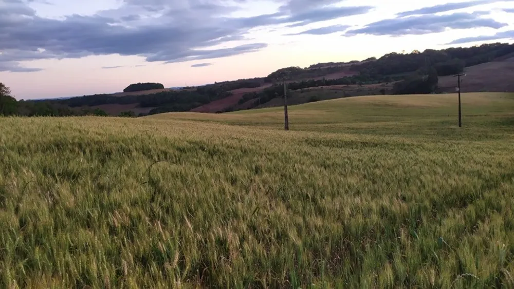 Fazenda, 49 hectares - Foto 9