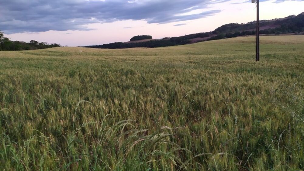Fazenda, 49 hectares - Foto 3