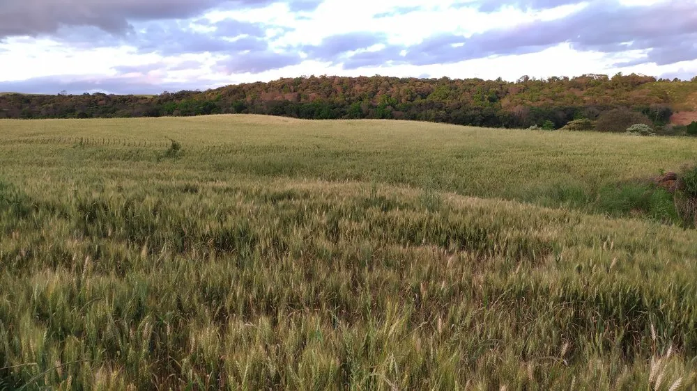 Fazenda, 49 hectares - Foto 5