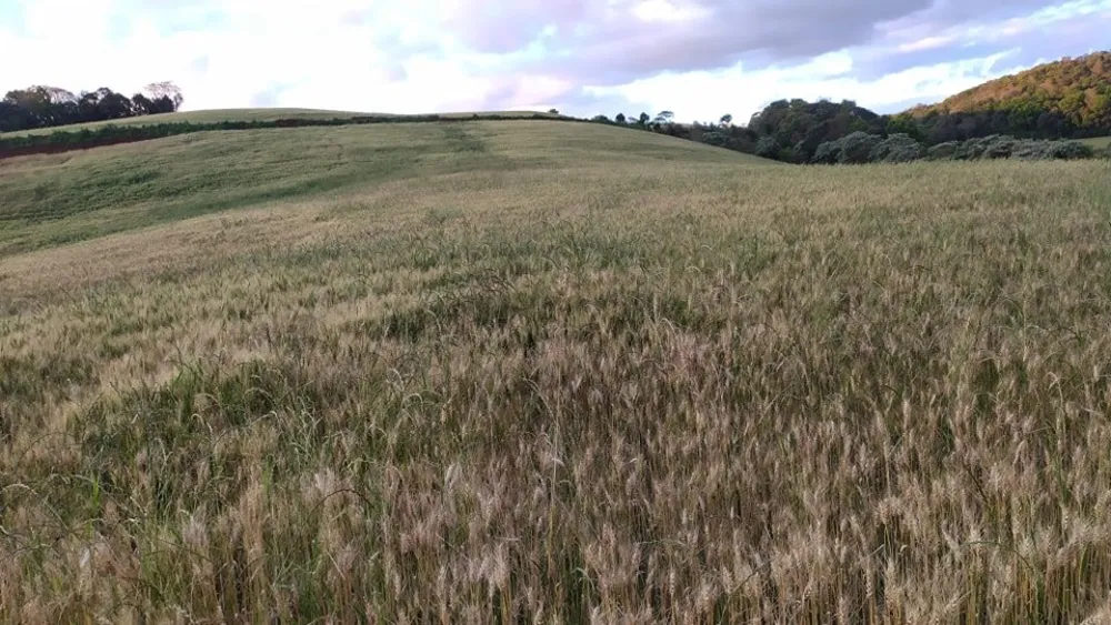 Fazenda, 49 hectares - Foto 12