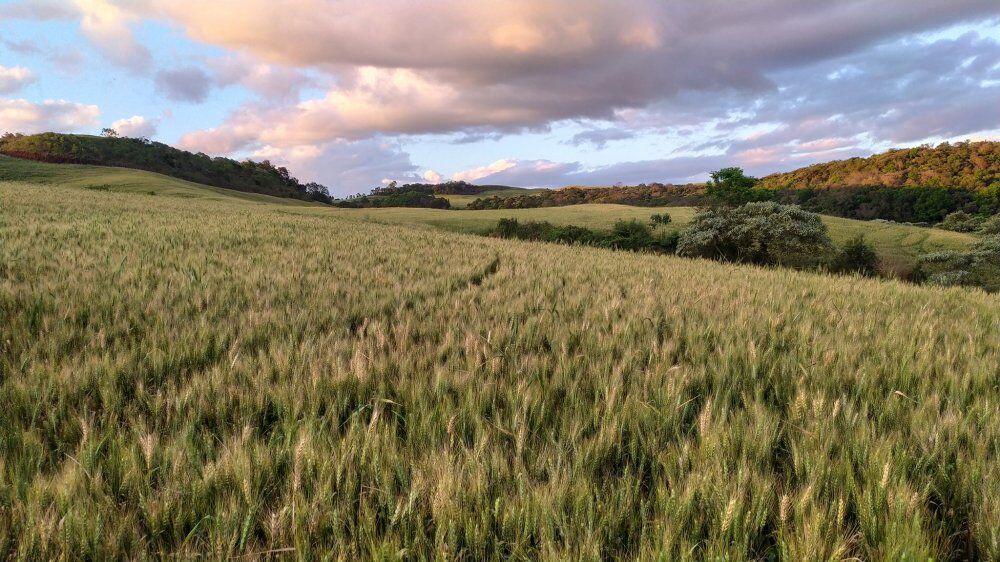 Fazenda, 49 hectares - Foto 4