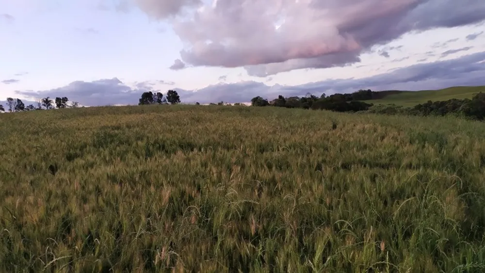 Fazenda, 49 hectares - Foto 8