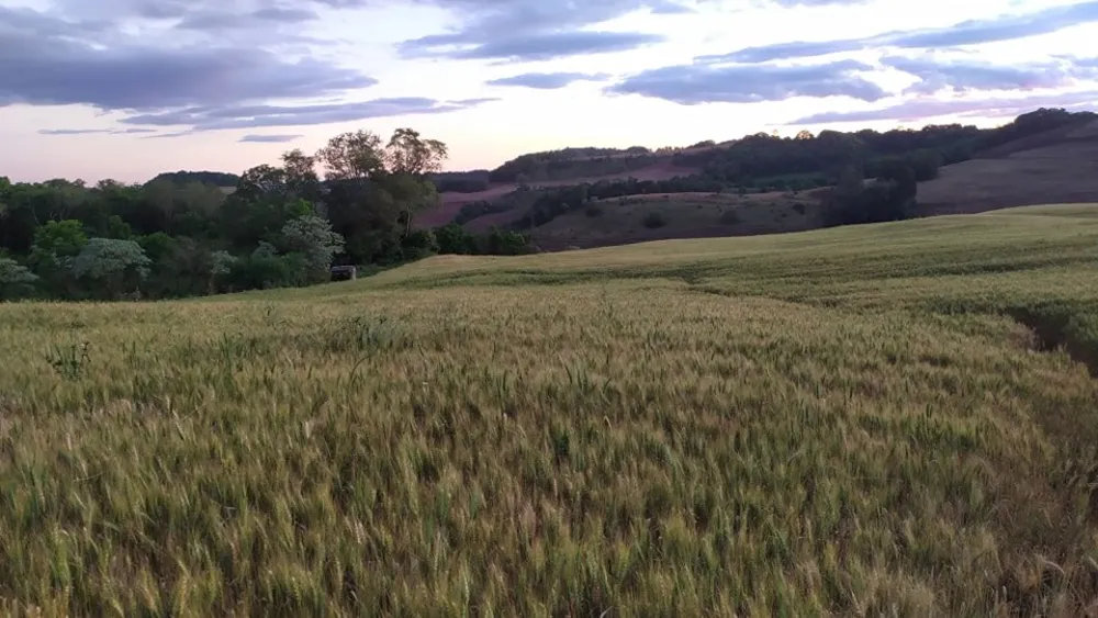 Fazenda, 49 hectares - Foto 17