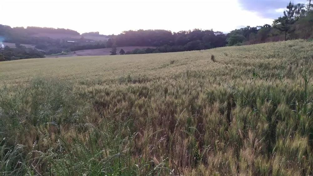 Fazenda, 49 hectares - Foto 7