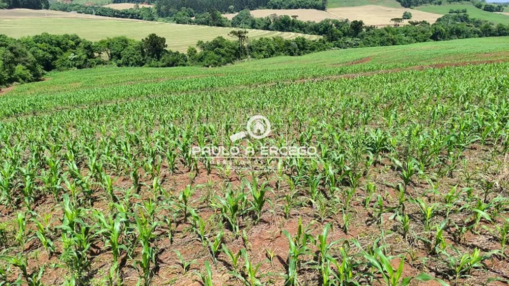 Sítio, 34 hectares - Foto 10
