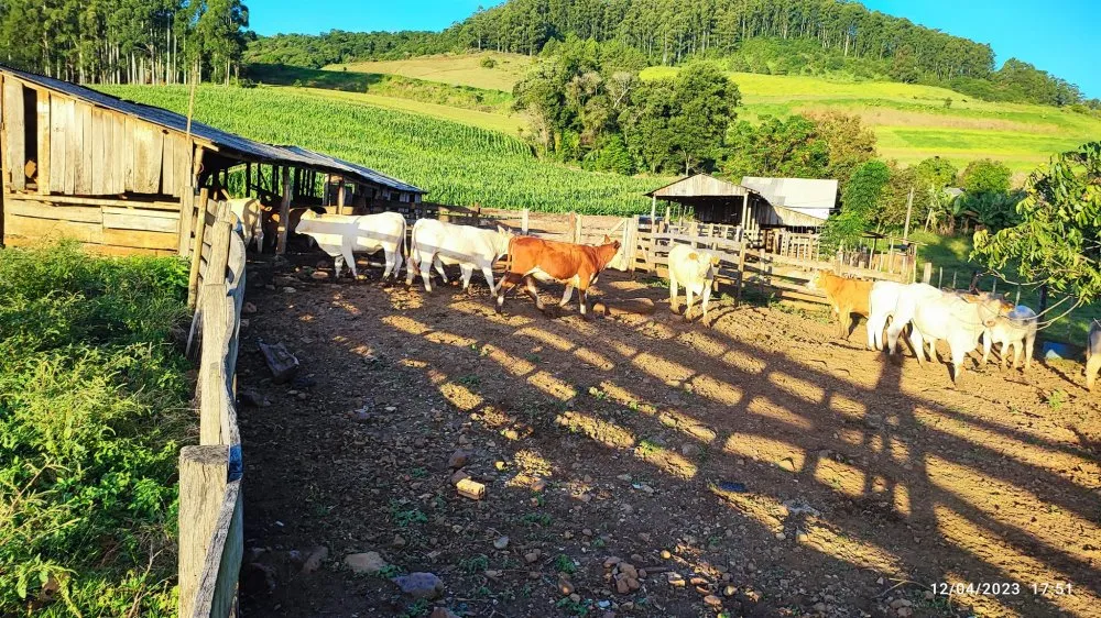 Fazenda, 24 hectares - Foto 13