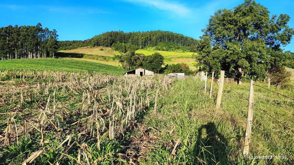 Fazenda, 24 hectares - Foto 4