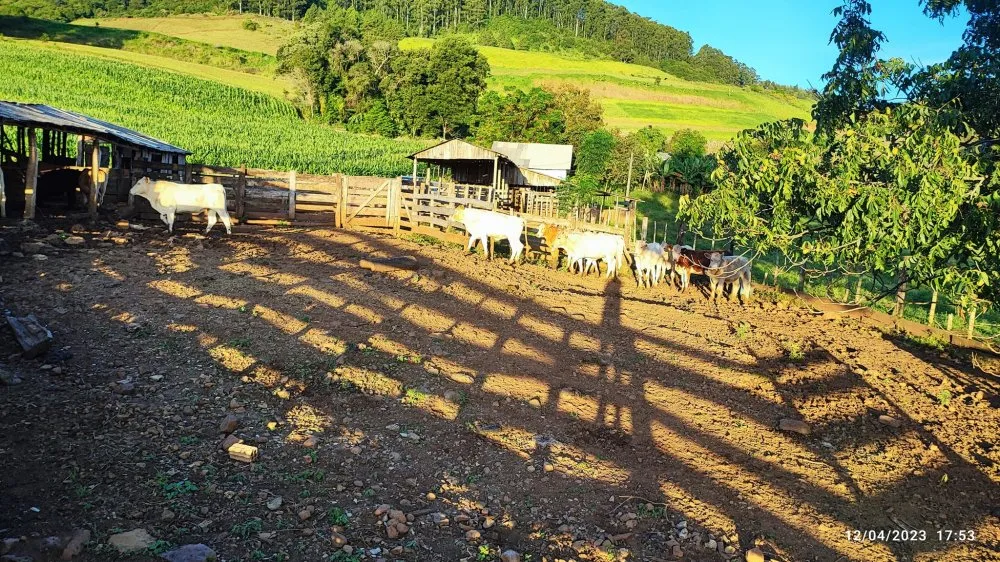 Fazenda, 24 hectares - Foto 2