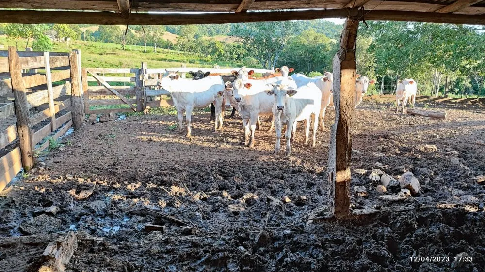 Fazenda, 24 hectares - Foto 10