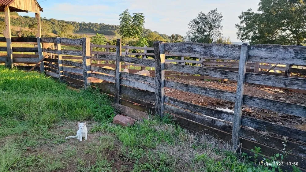 Fazenda, 24 hectares - Foto 12