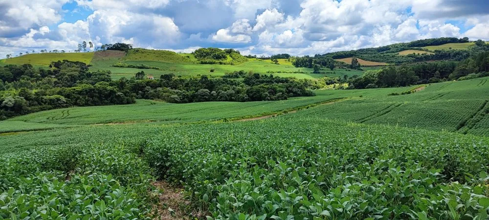 Fazenda, 52 hectares - Foto 2